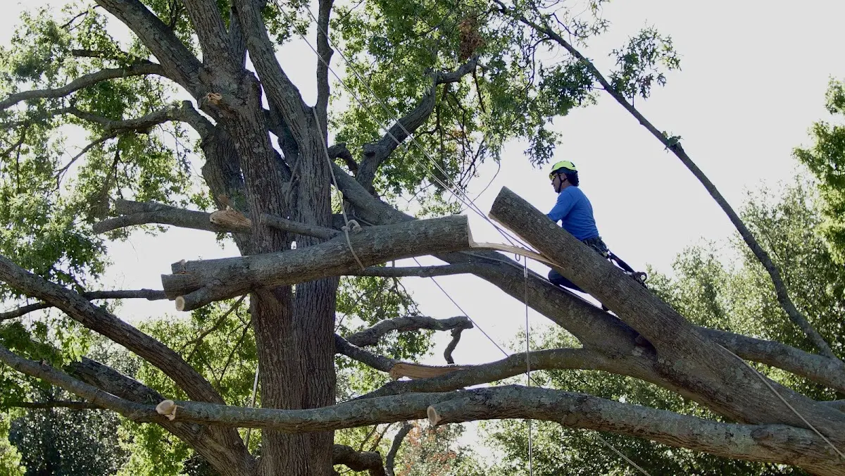 Professional Crown Thinning performed by certified arborists in French Settlement